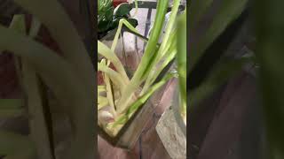 Soaking spring onion into the water and it’s growing more [upl. by Adnolohs987]