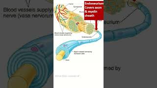 Organization of peripheral nerve shorts nerve pns [upl. by Enelam]