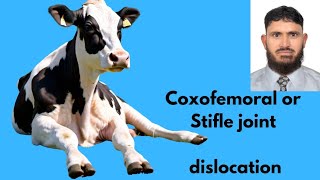 Coxofemoral joint dislocation  Hip luxation in cattle Veterinary orthopedics [upl. by Assilana]