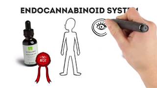 Vitalibis Endocannabinoid System Overview [upl. by Semyaj161]