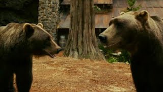 Funny Scene From The Movie Zookeeper With The Bears Jerome And Bruce😂🤣🐻🛺 [upl. by Belcher]