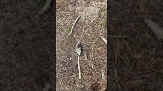 Rare Gravedigger Beetles Eating A Dead Mouse [upl. by Azmuh27]