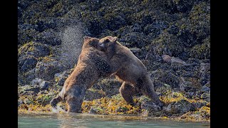 Grizzly Bear Fight in Photos [upl. by Archaimbaud480]