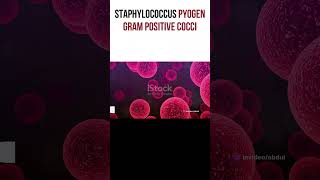 Staphylococcus Pyogen Overview  MEDICAL SCIENCE short [upl. by Layod985]