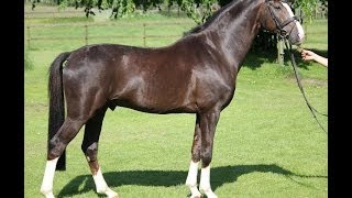 wwwsporthorsesonlinecom 2009 Hanoverian stallion by Sir Donnerhall SOLD [upl. by Ardnuaet]