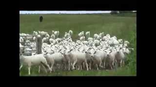 LOGIE SHEARLING EWES [upl. by Wurster]