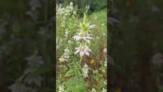 Monarda bee balm abuzz with pollonators [upl. by Doti]