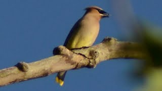 Cedar waxwing call highpitched sound [upl. by Marjy]