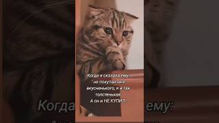 katze 🥹🥺🥹versuchenichtzulachen yoshi котики кошки кошка смешно смешные cat funny cutecat [upl. by Sukram896]