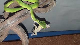 feeding trimeresurus albolabris  venomous snake [upl. by Muscolo25]