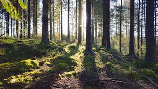 Hindhope Waterfall Walk in Kielder Forest Northumberland [upl. by Albertina]