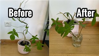 How to propagate Philodendron squamiferumleaflantern [upl. by Aleuqahs]