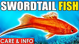 Swordtail Fish  Swordtail Fish Care And Info  Swordtail Fish Care Guide For Beginners [upl. by Amick948]