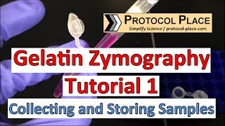 Gelatin Zymography Tutorial 1 Collecting and Storing Samples [upl. by Seaddon]