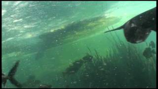 Huge Paddlefish Feeding [upl. by Maggio]