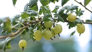 HOW TO PRUNE YOUR GOOSEBERRIES [upl. by Letnuahs]