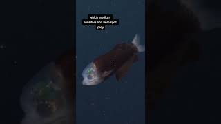 The beautiful Macropinna Microstoma aka the barreleye fish barreleyefish [upl. by Ateloiv]