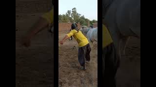 😈4 Khalnayak Shooter Cow ki larai😈Season 2025 Umair Cattle Farmshorts khalnayak viralvideo cow [upl. by Lebasiairam239]