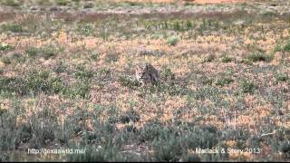 Bobcat Eats Black Tailed Prairie Dog [upl. by Nitsew]