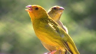 Canário da Terra Cantando Junto com sua Fêmea  Sensacional [upl. by Gelya486]