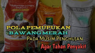 Pola Pemupukan Bawang Merah Musim Penghujan Agar Tahan Penyakit [upl. by Ahsilrae]