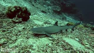 White tip shark  Sipadan Malaysia [upl. by Guyon]