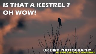 Catching a Kestrel with a Sunrise and so much more  UK Bird Photography [upl. by Ikceb]