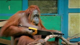 Incredible Orangutan Moments Part 1  Top 5s  BBC Earth [upl. by Sean]