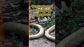 The Secret Rituals of Elephants Uncovering the Graveyard Mystery [upl. by Esemaj]