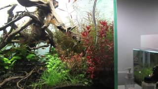 Rotala macrandramaintenanceaquariumaquascapeamazone [upl. by Aimek]