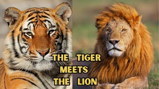 The Tiger Meets the Lion [upl. by Nottage]