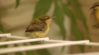 Sunbird baby feeding and preening for fledgling flight [upl. by Ardeahp425]