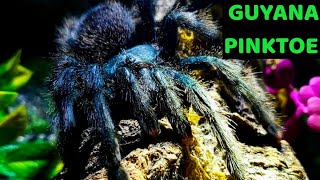 Guyana Pinktoe Tarantula Avicularia avicularia Care amp Husbandry [upl. by Schulman879]