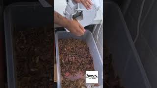 Biltong Slicing chowza16 [upl. by Anigal]