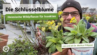 Die Schlüsselblume  Heimische Wildpflanze für Bienen Wildbienen Raupen und andere Insekten [upl. by Lyndon]