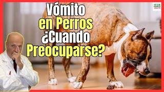 🔴 VÓMITOS EN PERROS ¿CUANDO PREOCUPARSE 🔴 [upl. by Hebrew]