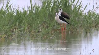 Landscape and Birding Impressions in Lake Neusiedl National Park [upl. by Macfarlane]