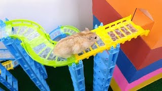 My Funny Pet Hamster in Track Maze  Obstacle Course for Hamster [upl. by Agrippina]