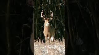 Late season deer hunting in IOWA  it really doesnt get much better hunting whitetail bigbuck [upl. by Ttennaej]