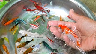 Find Colorful Ornamental fish Goldfish betta fish Catfish lobster koi fish animals Videos [upl. by Rashida417]