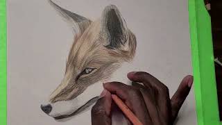 Drawing Silent Gaze A Fox Portrait in Colored Pencil Timelapse [upl. by Haya]