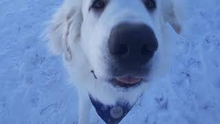 Livestock Guardian Dogs and Barking [upl. by Biddick391]