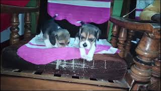 beagle puppies for sale in delhi ncr  7428876405 [upl. by Dasa]