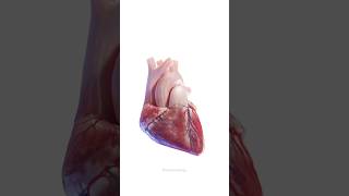 Heart valves 3D heart cardiology heartvalves shorts [upl. by Lezirg147]