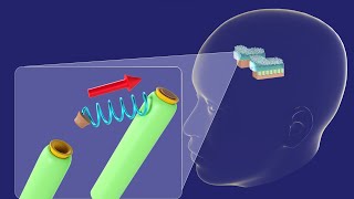 3D Physiology of Utricle and Saccule  Vestibular System  3D Ear Embryology Part 3 [upl. by Atig671]