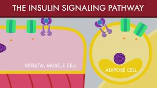 The Insulin Signaling Pathway [upl. by Nevs191]