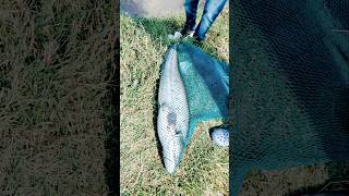 Monster fish Giant Barari fish fishing fish [upl. by Standing]