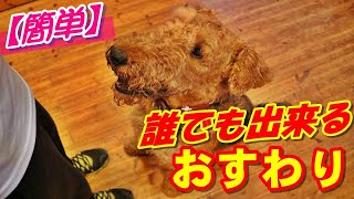 誰でもできる一番簡単な『おすわり』の教え方【大型犬】エアデールテリア [upl. by Ireland]