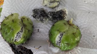 Trichocereus Fruit and Seed [upl. by Chaffinch]