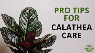 Calathea Care And 9 Stunning Varieties  How Not To Kill Your Houseplants [upl. by Sewole]